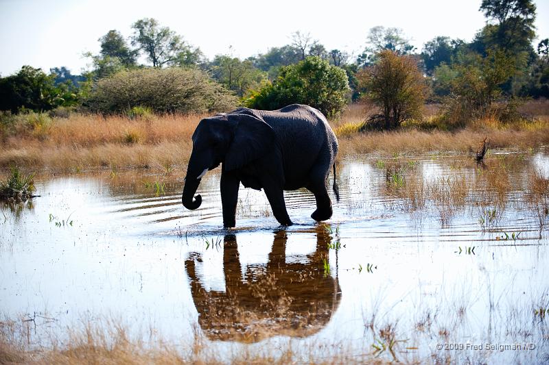 20090614_091021 D3 X1.jpg - Following large herds in Okavango Delta